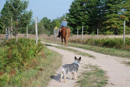 Horse Power: Our Russ-Stick Plan Image